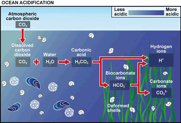 Coral Rehabilitation - Juara Turtle Project