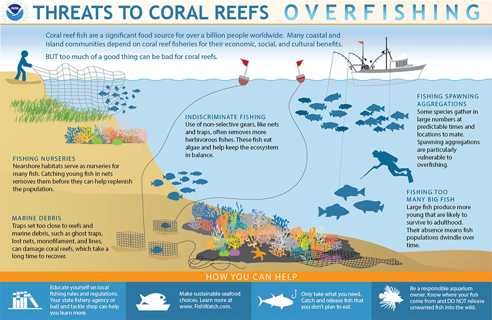 Coral Rehabilitation - Juara Turtle Project