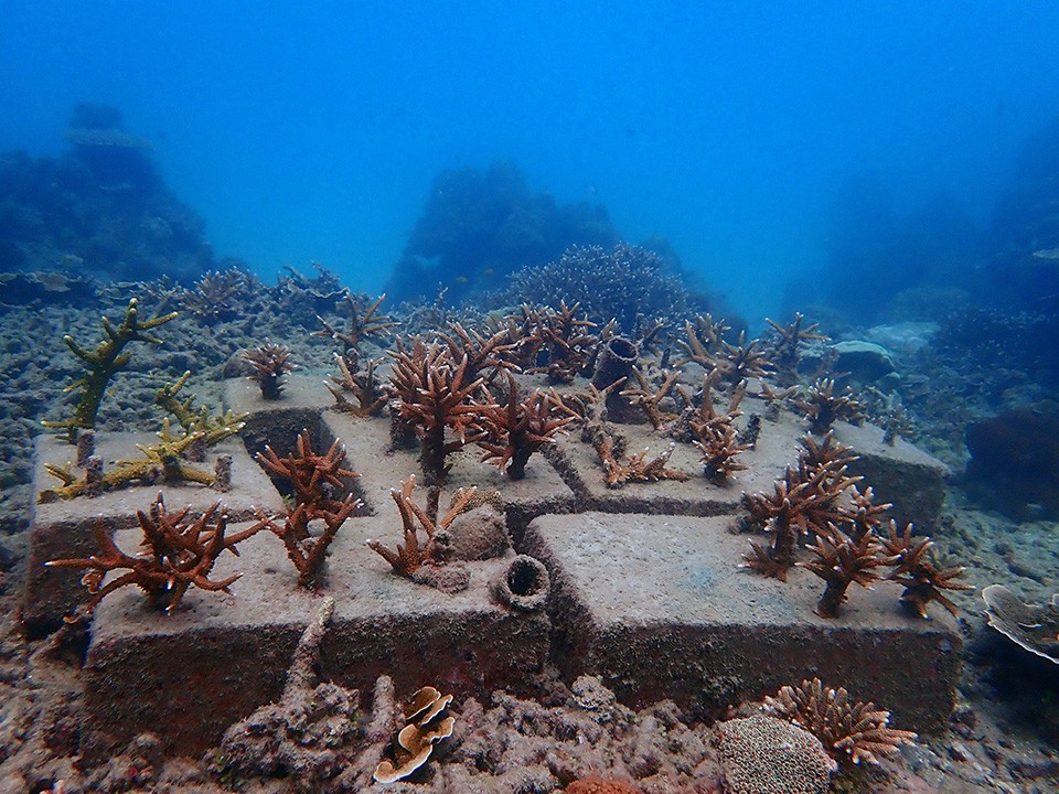 Coral Rehabilitation - Juara Turtle Project